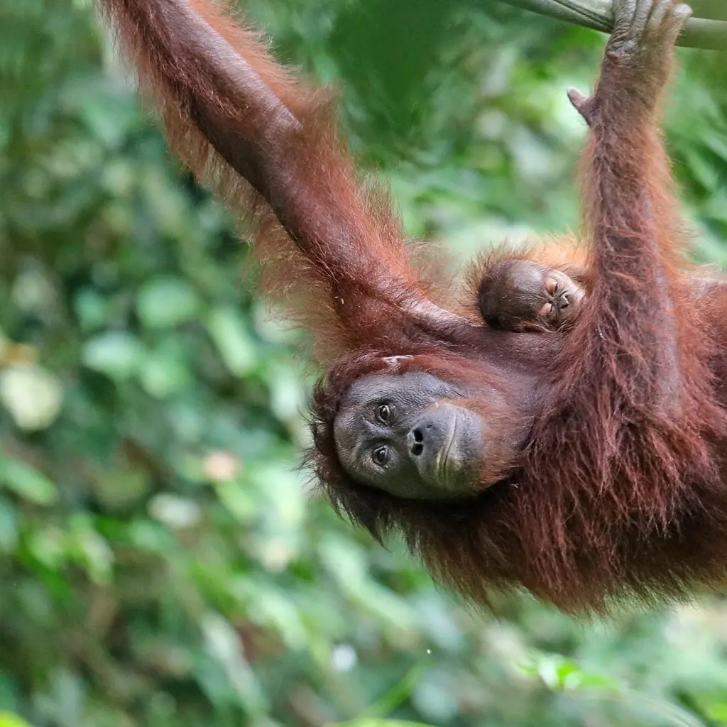 Familienreisen Malaysia